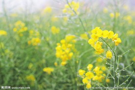 油菜花