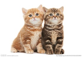 宠物猫