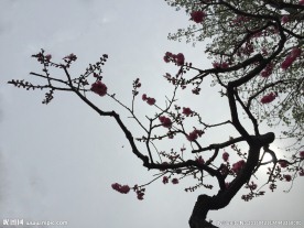 桃花枝