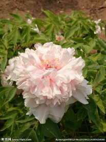 牡丹花簇