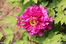 牡丹花开