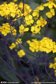 油菜花