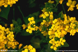油菜花