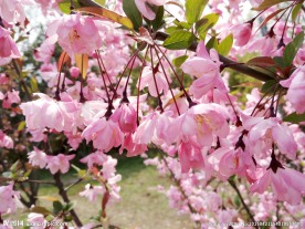 李子花