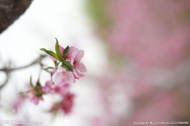 意境桃花