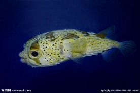 刺鲀