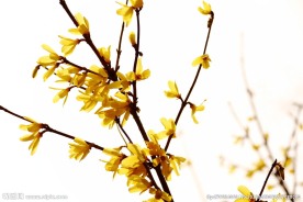 迎春花