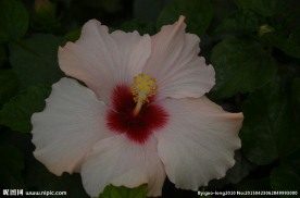 芙蓉葵