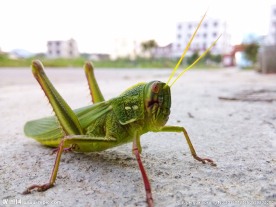 蝗虫