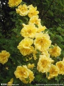 黄色蔷薇花