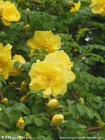 黄色蔷薇花