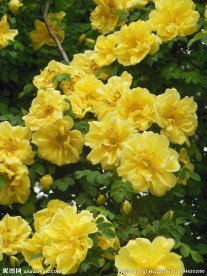 黄色蔷薇花