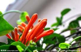 花卉植物