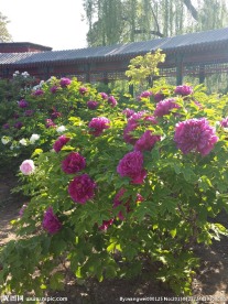牡丹花簇