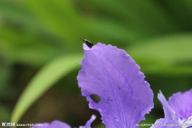 昆虫与花