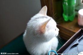 可爱的猫咪头