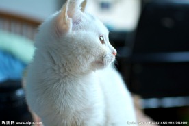 凝视的猫咪侧面