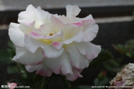玫瑰花开