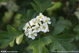 山楂花