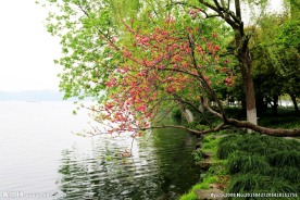 湖边桃花