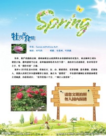 牡丹展板