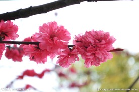 粉红色的桃花