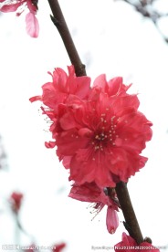 粉红色的桃花