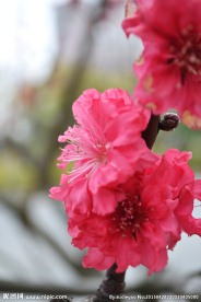 粉红色的桃花