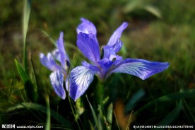 鸢尾花