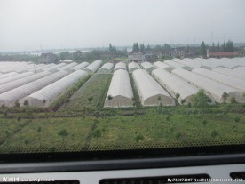 塑料大棚   绿色植物