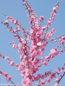 碧桃花