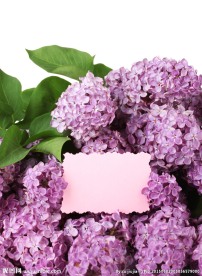 紫色丁香花