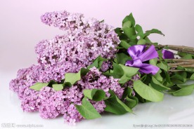 紫色丁香花