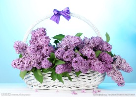 紫色丁香花