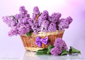 紫色丁香花