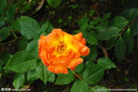 黄色月季花