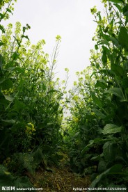 油菜花