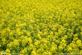 油菜花