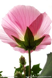 木芙蓉