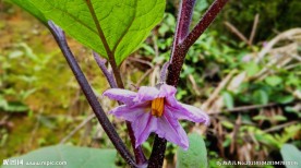 茄子花