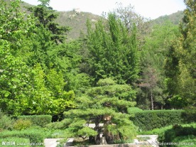 松树盆景