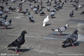 广场和平鸽