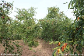 果园 果树 农庄