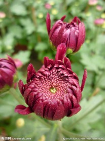 菊花