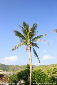 海南椰子树