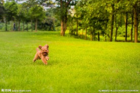 贵宾犬