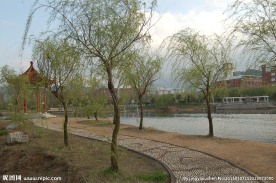 校园摄影 绿荫 自然风景 风景