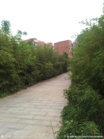 竹林小道