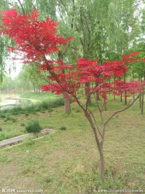 红叶树