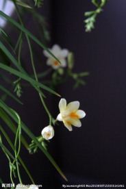 兰花